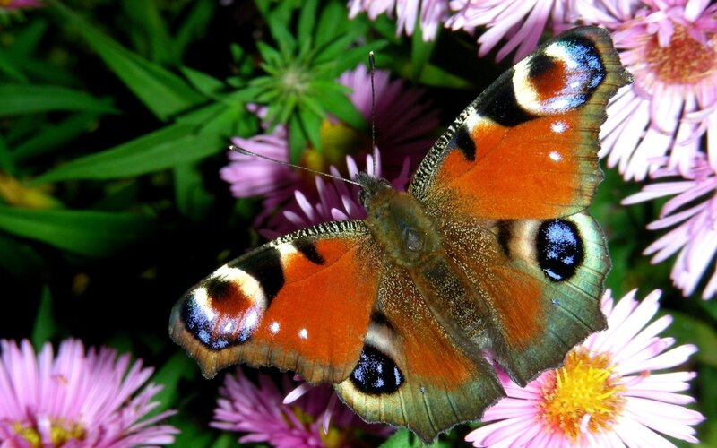 peacock butterfly on flowers