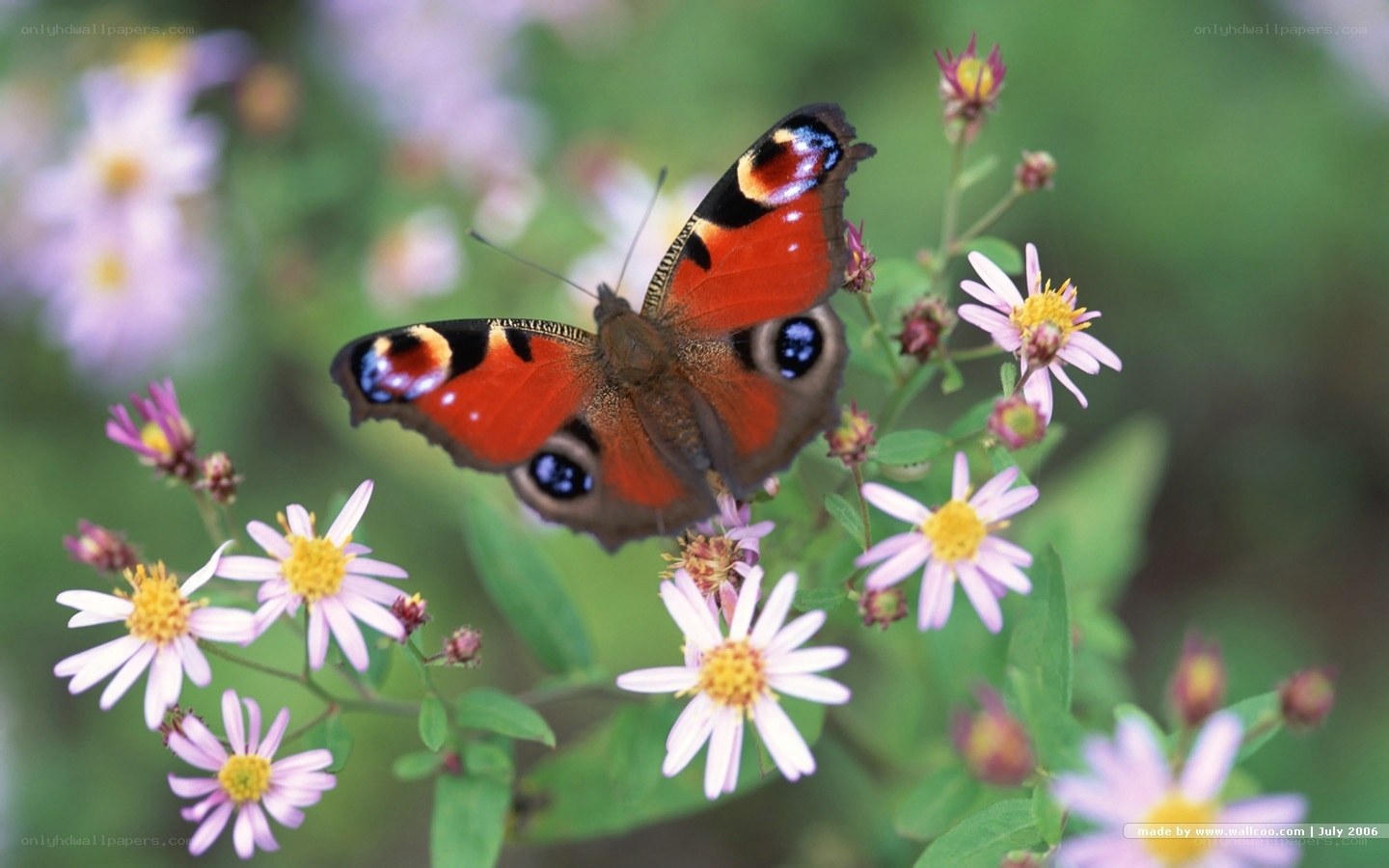 Peacock butterfly on flowers
