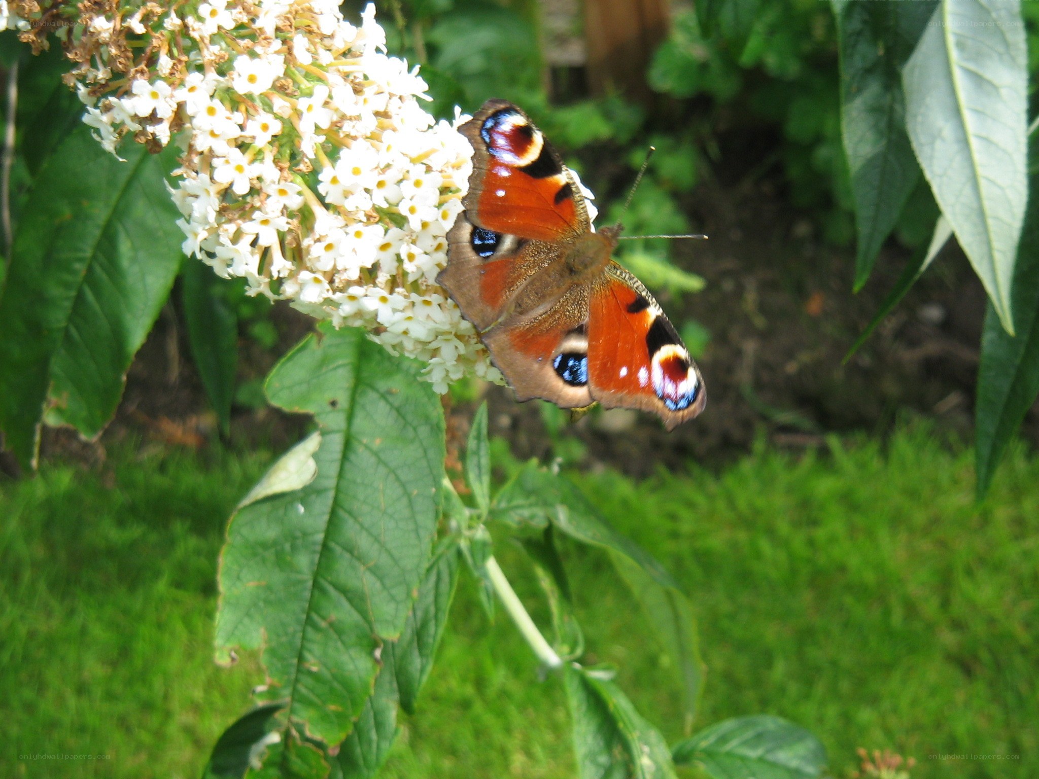 Peacock butterfly on flowers