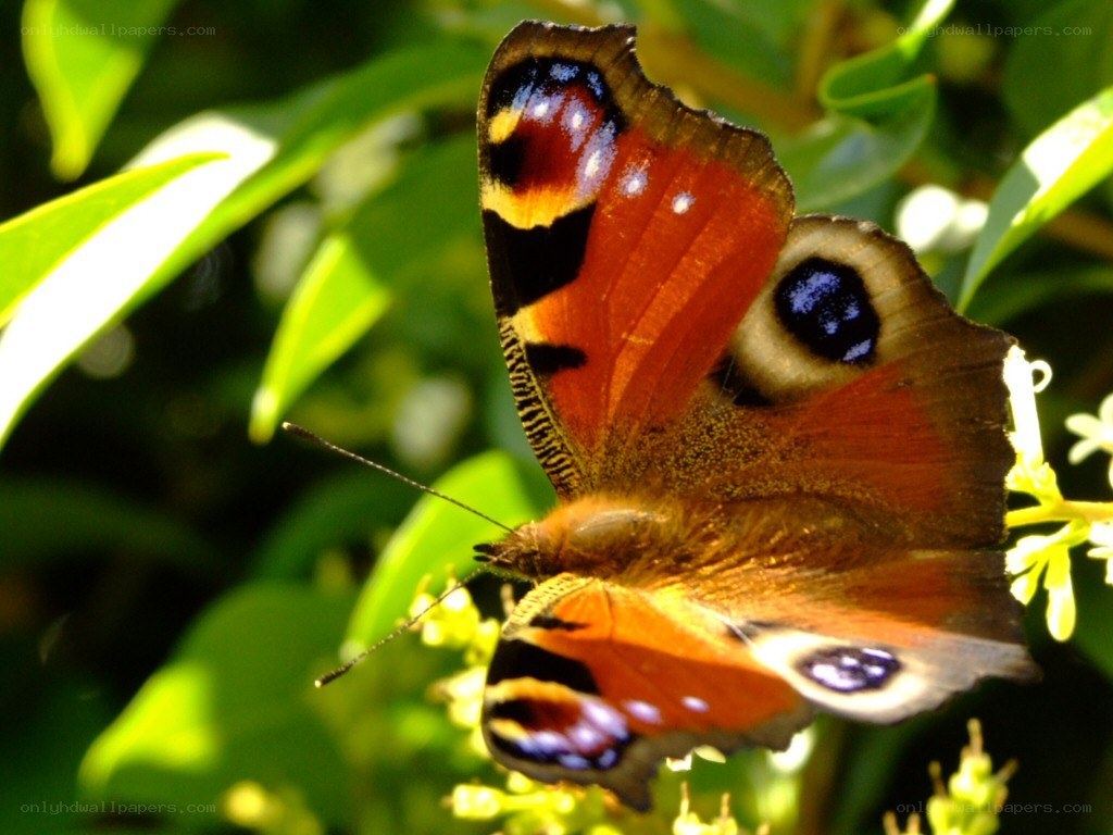 Peacock butterfly on flowers