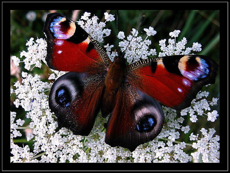 peacock butterfly on flowers