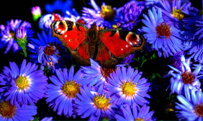 Peacock Butterfly on Flowers — Blue