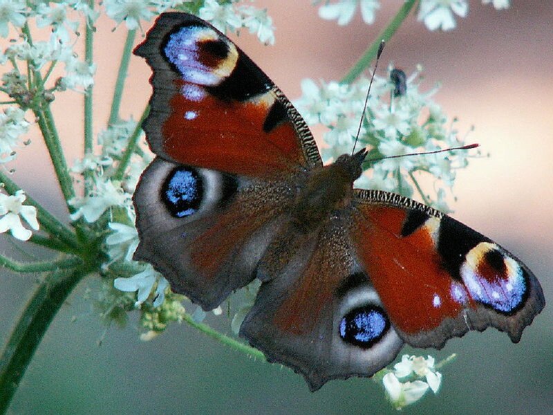 Peacock Butterfly on Flowers — Brown, Calm
