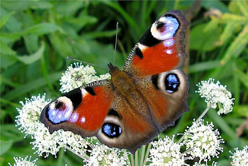 Peacock Butterfly on Flowers — Brown