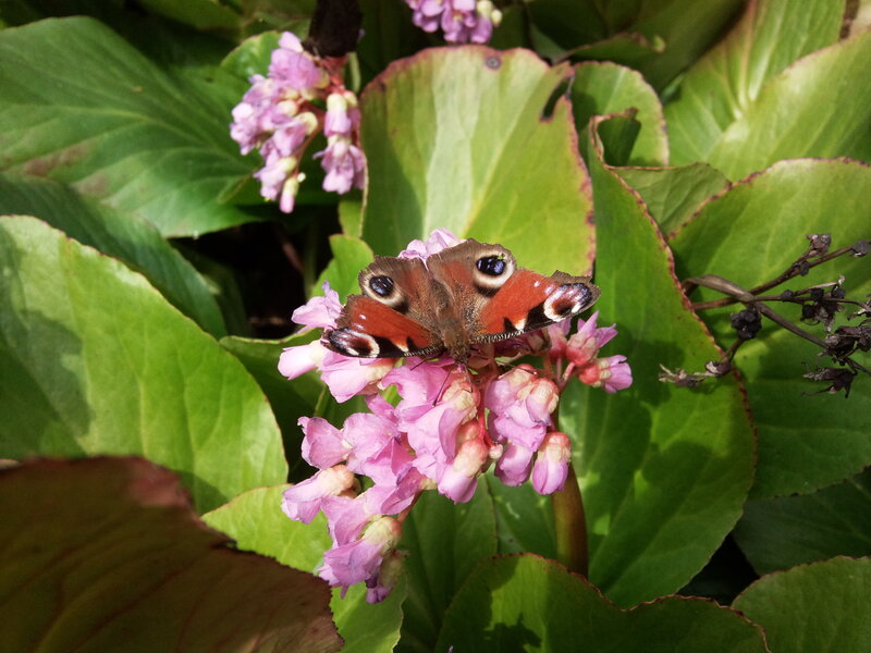 Peacock Butterfly on Flowers — Green