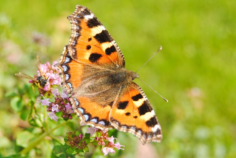 Peacock Butterfly on Flowers — Orange, Calm, Afternoon, Photograph