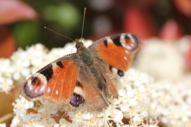 Peacock Butterfly on Flowers — Orange, Calm, Afternoon
