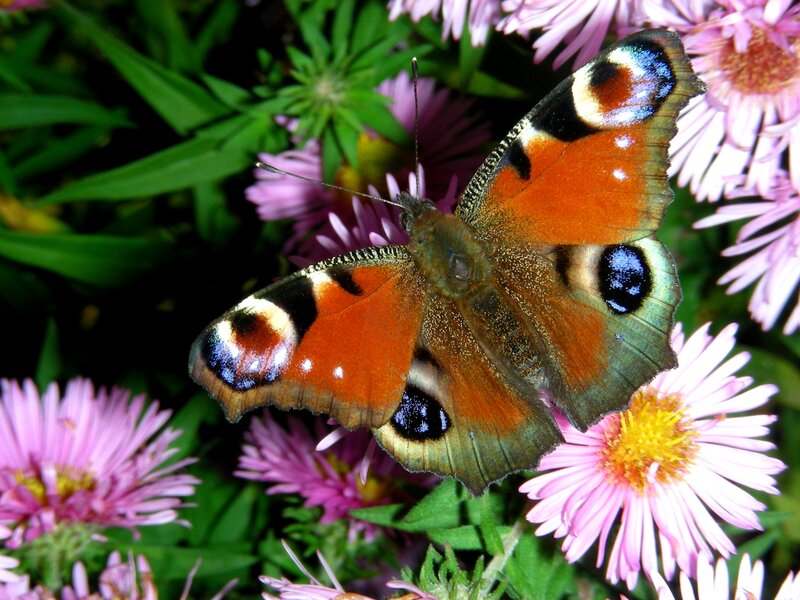 Peacock Butterfly on Flowers — Orange, Calm, Summer