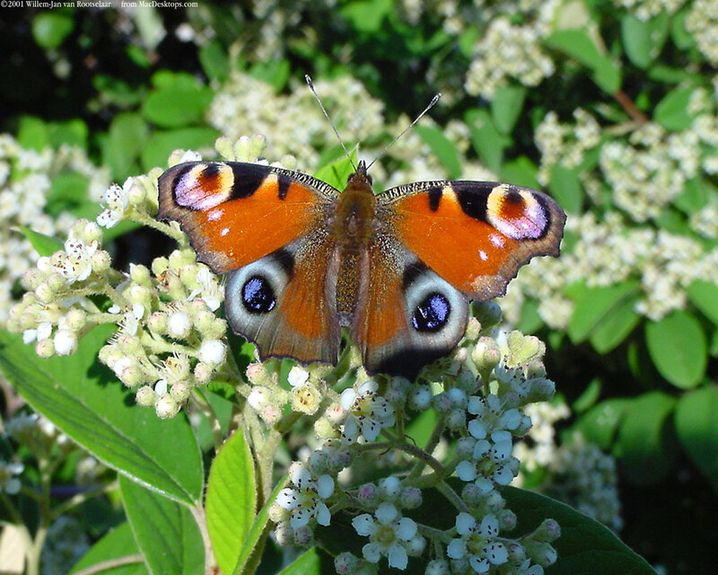 Peacock Butterfly on Flowers — Orange, Calm