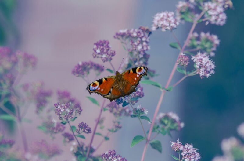 Peacock Butterfly on Flowers — Orange, Serene