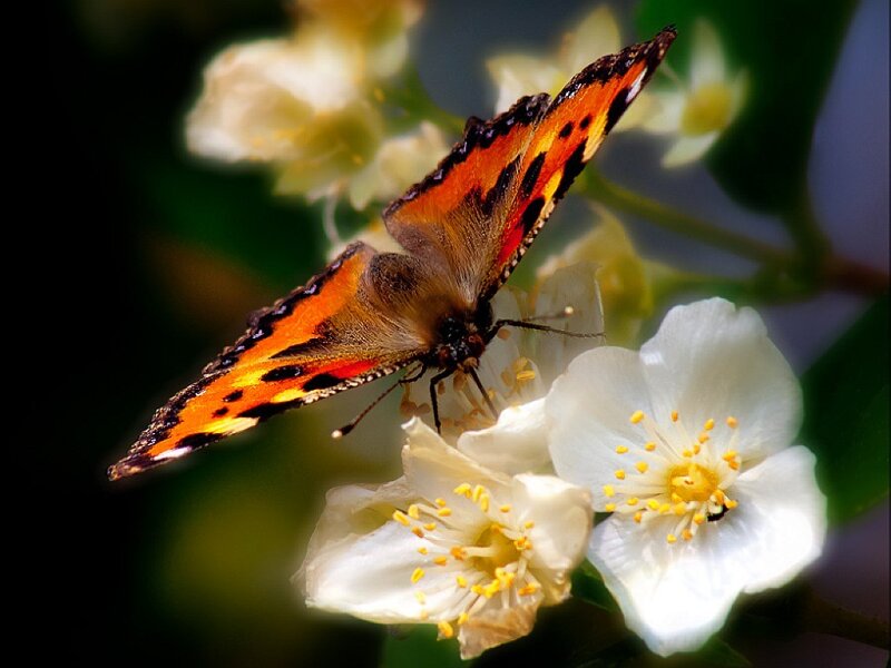 Peacock Butterfly on Flowers — Orange