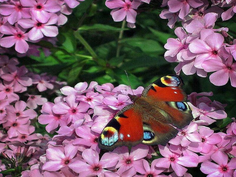 Peacock Butterfly on Flowers — Pink, Calm, Spring
