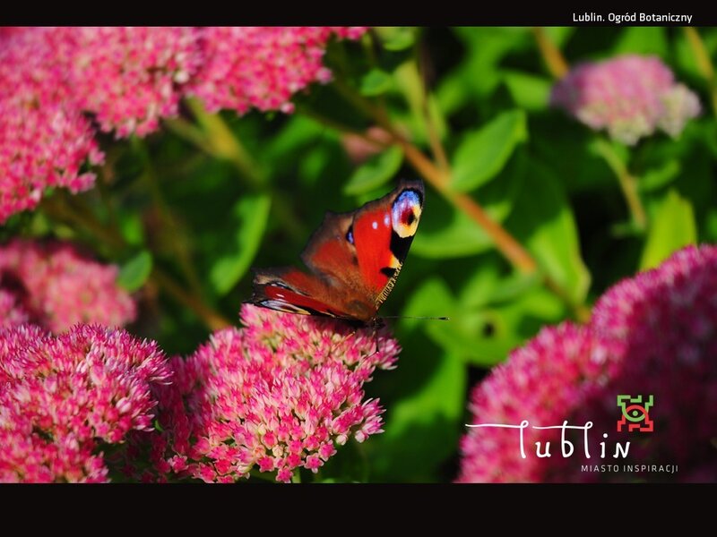 Peacock Butterfly on Flowers — Pink, Serene