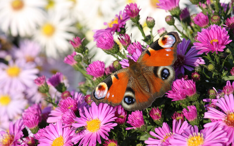 Peacock Butterfly on Flowers — Pink