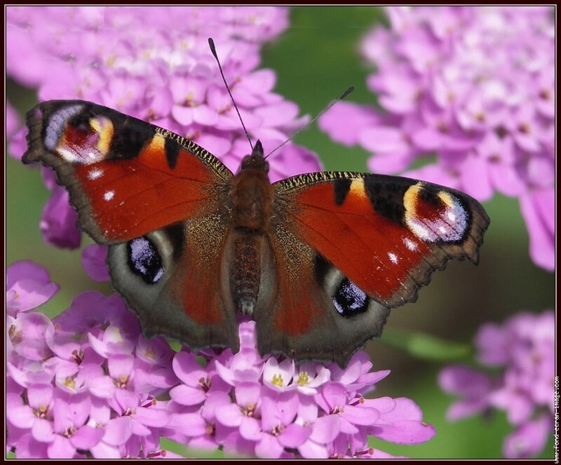 Peacock Butterfly on Flowers — Purple, Calm, Summer