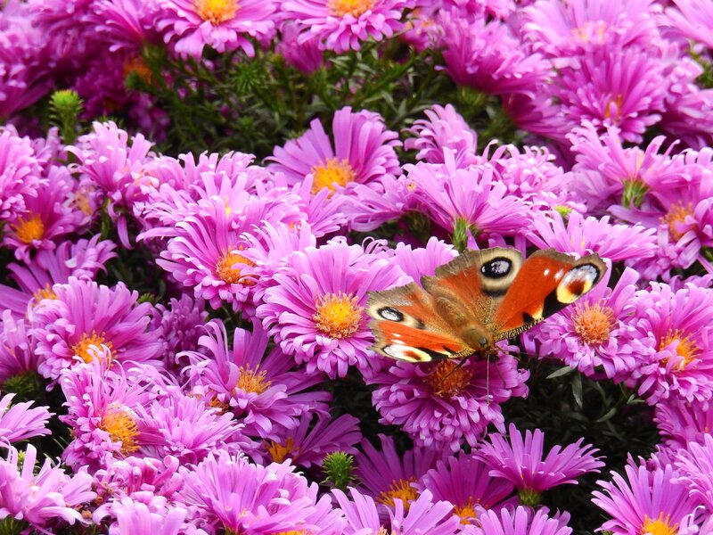 Peacock Butterfly on Flowers — Purple, Calm