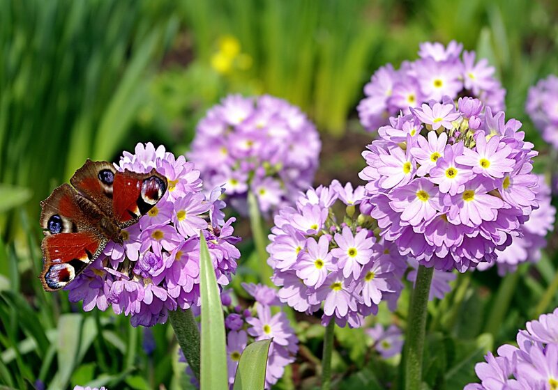 Peacock Butterfly on Flowers — Purple, Serene, Spring