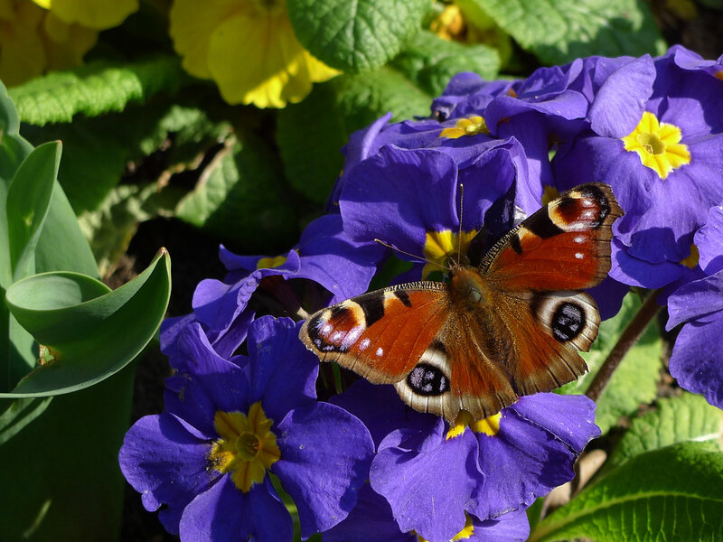 Peacock Butterfly on Flowers — Purple, Serene