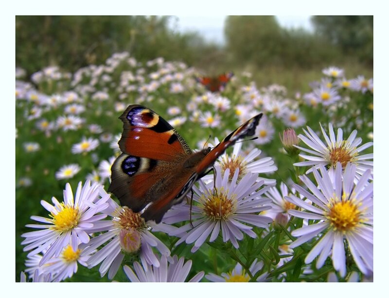 Peacock Butterfly on Flowers — Purple