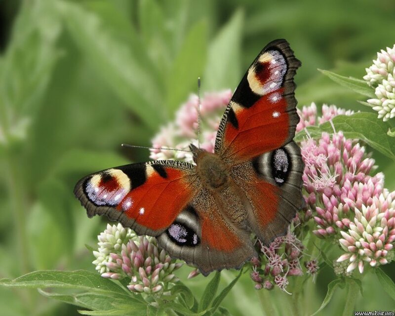 Peacock Butterfly on Flowers — Red, Calm