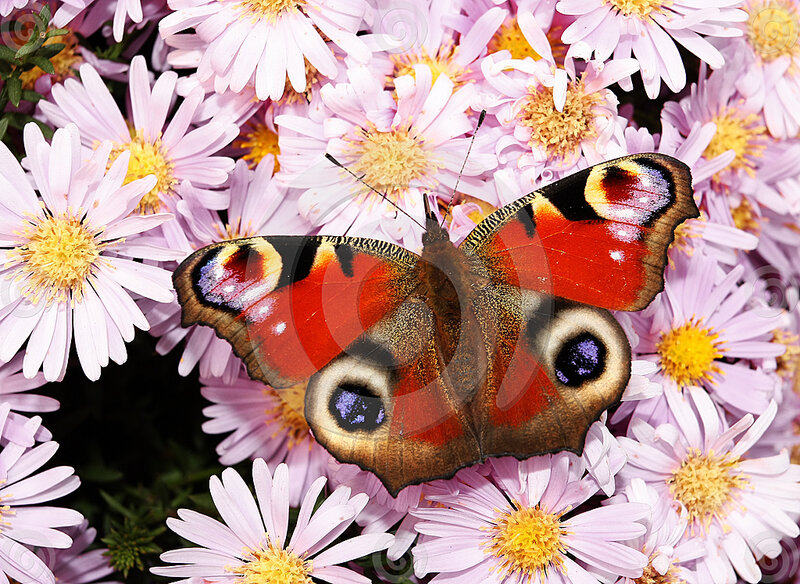 Peacock Butterfly on Flowers — Red