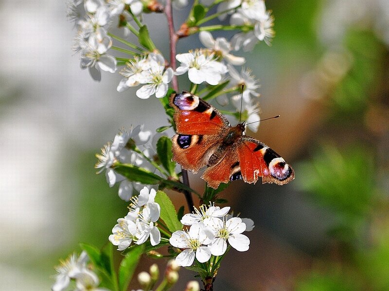 Peacock Butterfly on Flowers — White, Serene, Spring, Photograph