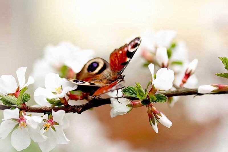 Peacock Butterfly on Flowers — White, Serene, Spring