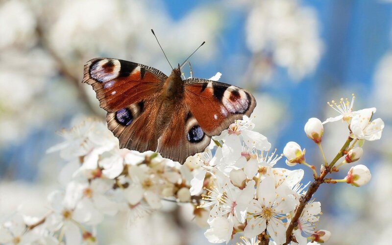 Peacock Butterfly on Flowers — White, Serene