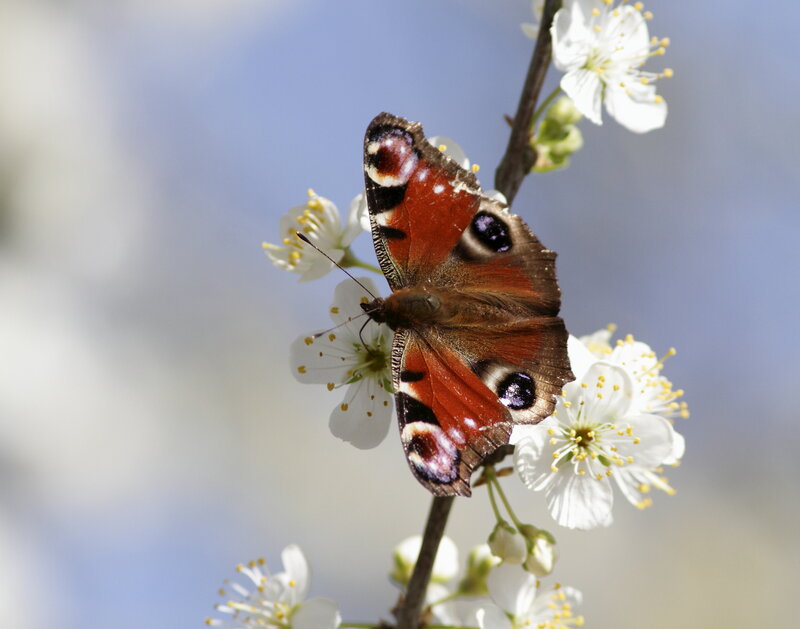 Peacock Butterfly on Flowers — White