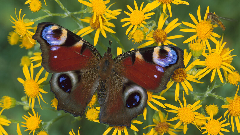 Peacock Butterfly on Flowers — Yellow, Natural
