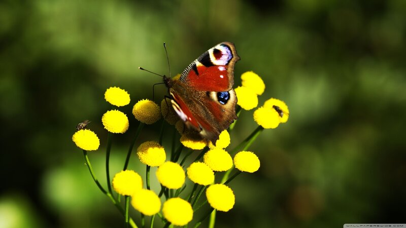Peacock Butterfly on Flowers — Yellow, Serene