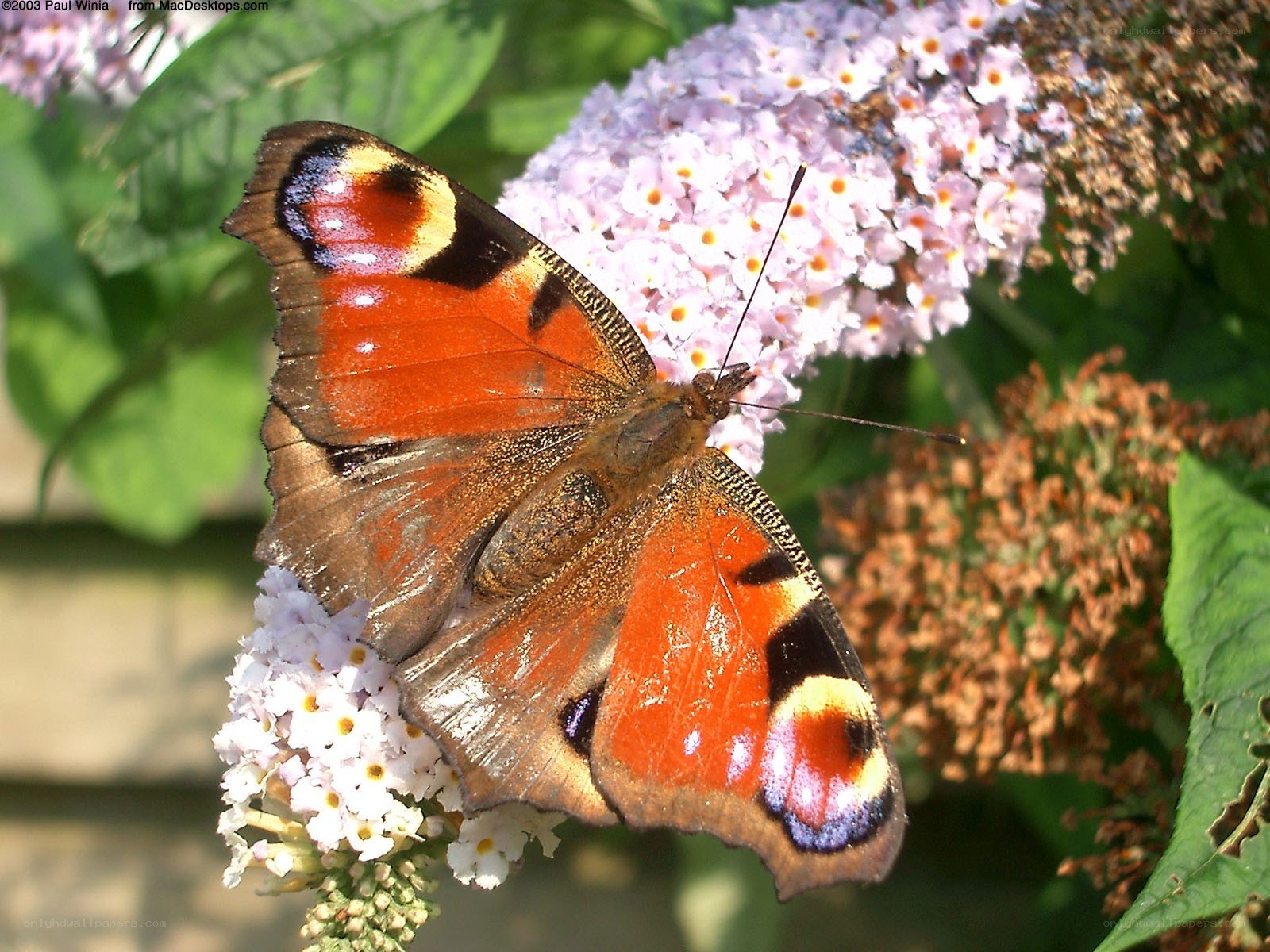 peacock butterfly on flowers