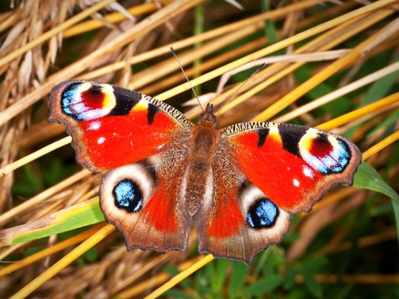 peacock butterfly on grass