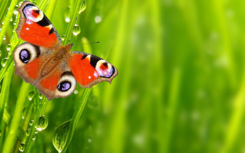 Peacock Butterfly on Grass — Green
