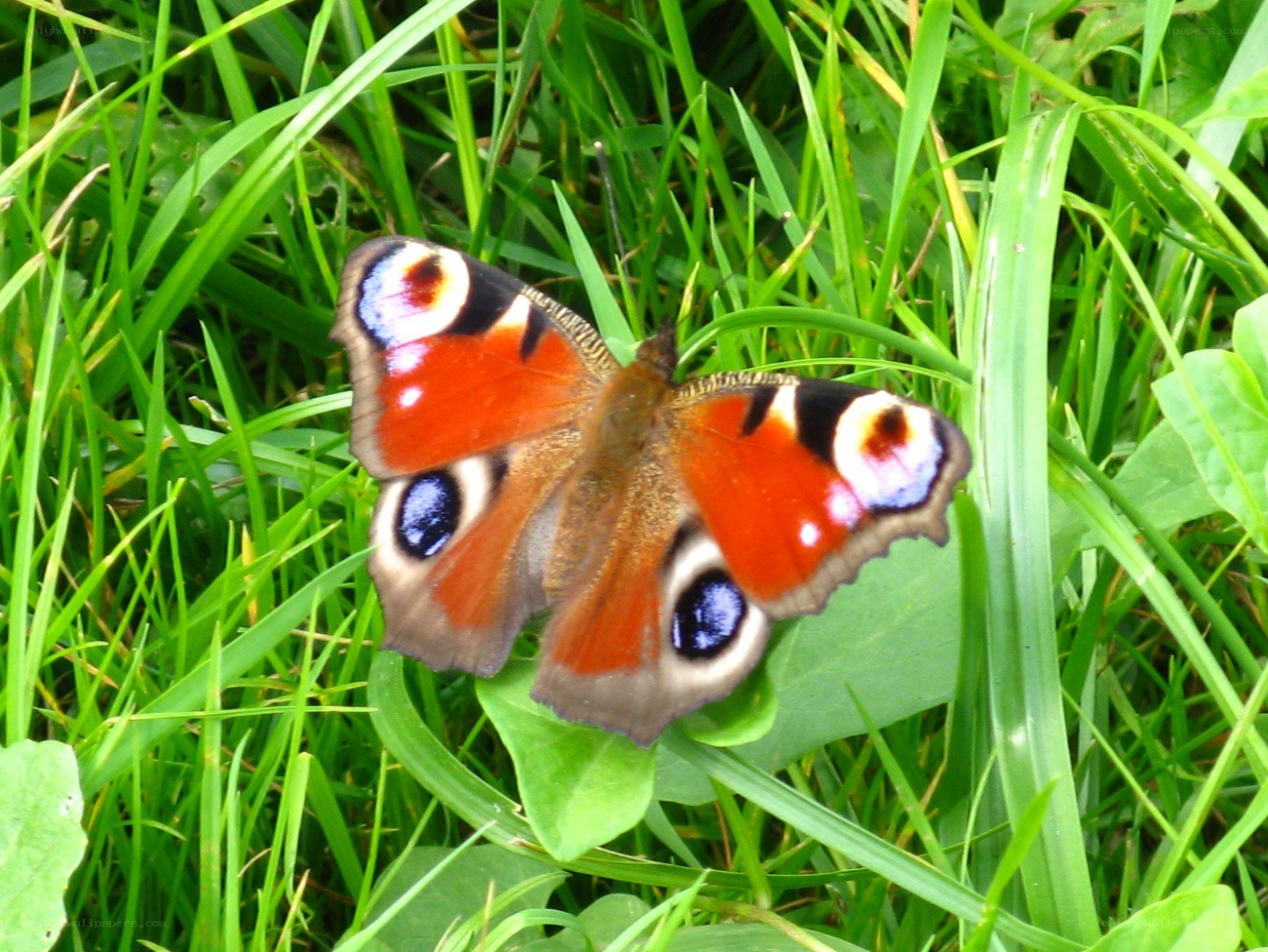 Peacock butterfly on grass