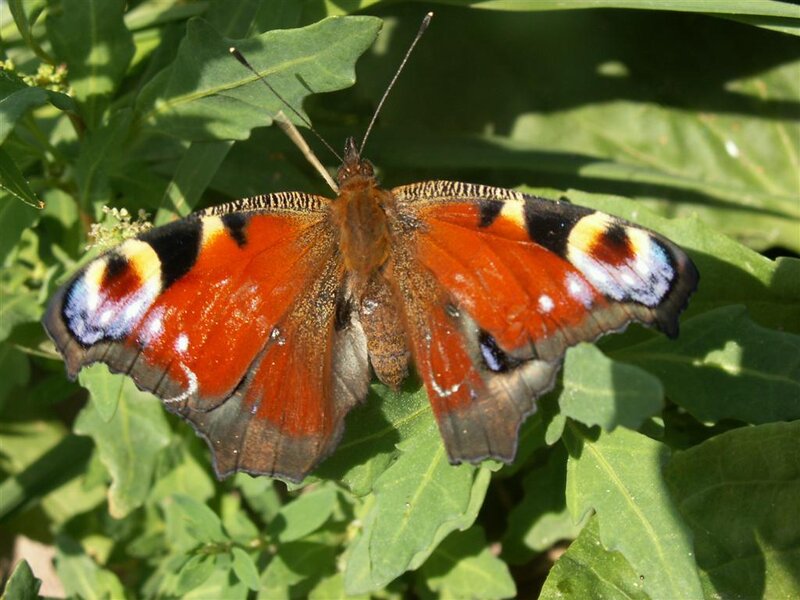 Peacock butterfly on green leaf