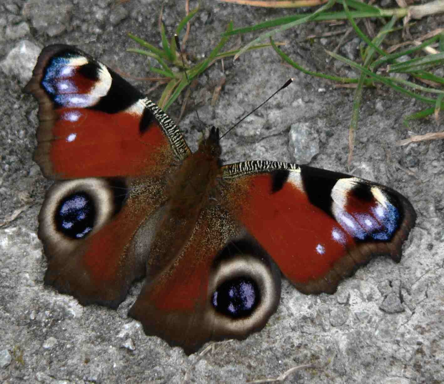 Peacock butterfly on ground