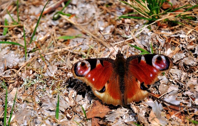 Peacock butterfly on ground