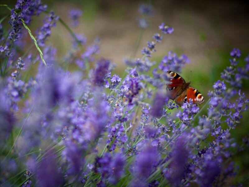 Peacock Butterfly on Lavender
