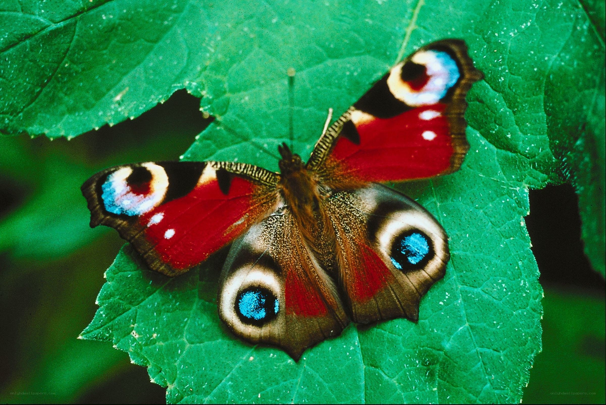 peacock butterfly on leaf