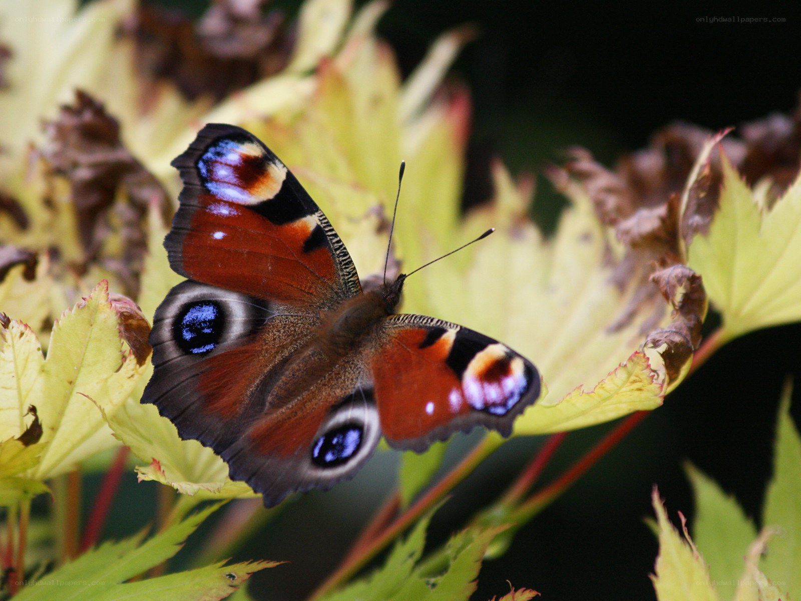 peacock butterfly on leaf