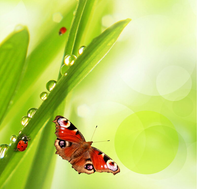 Peacock Butterfly on Leaf — Green, Serene