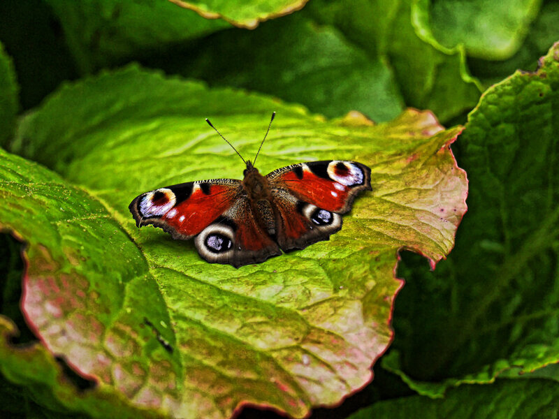 Peacock Butterfly on Leaf — Green