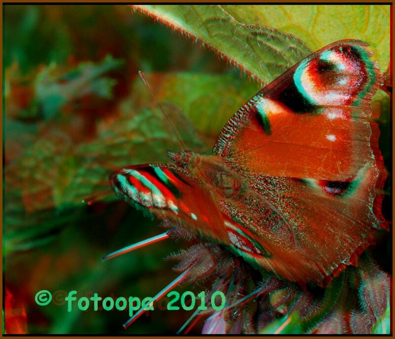 Peacock butterfly on leaf