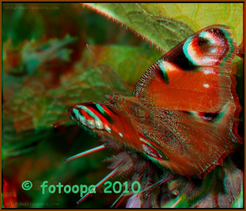 Peacock butterfly on leaf
