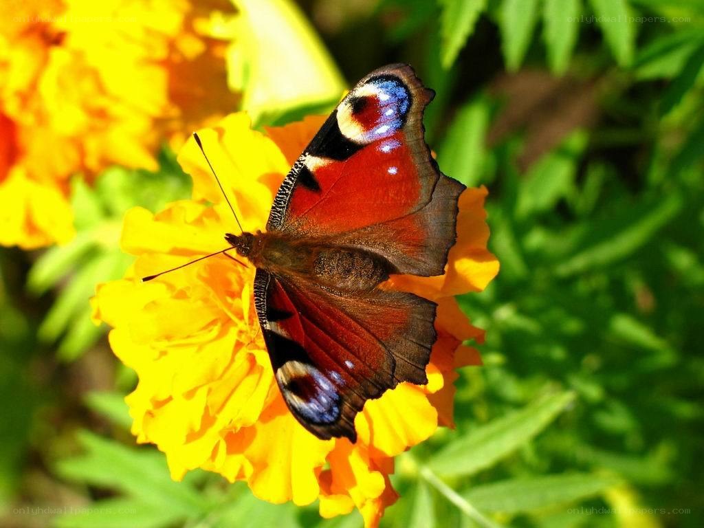 Peacock butterfly on marigold