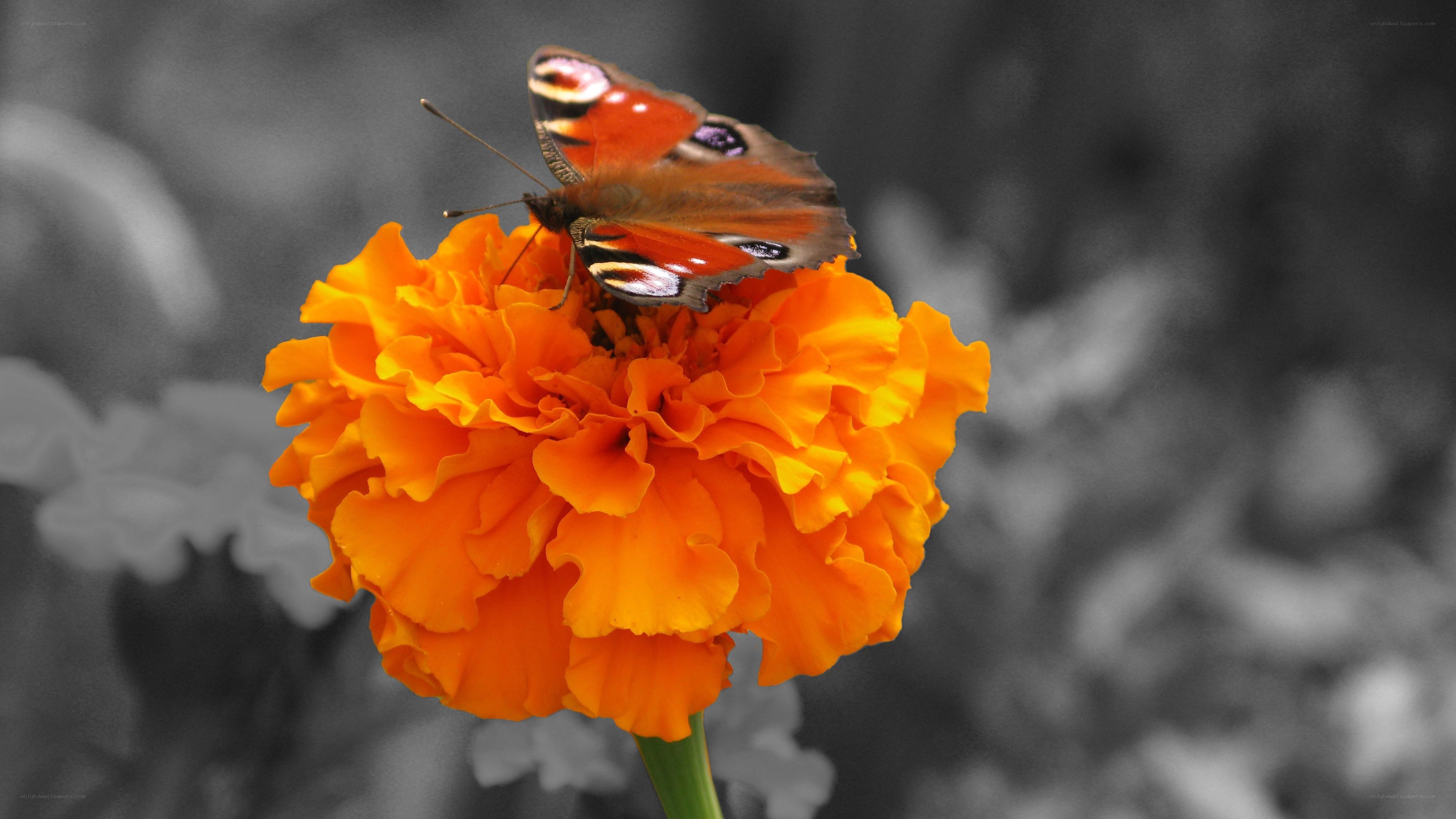 peacock butterfly on marigold