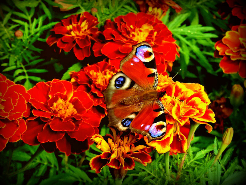 Peacock Butterfly on Marigolds — Red