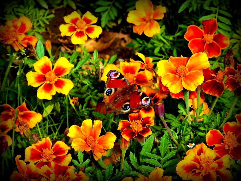 Peacock Butterfly on Marigolds — Yellow