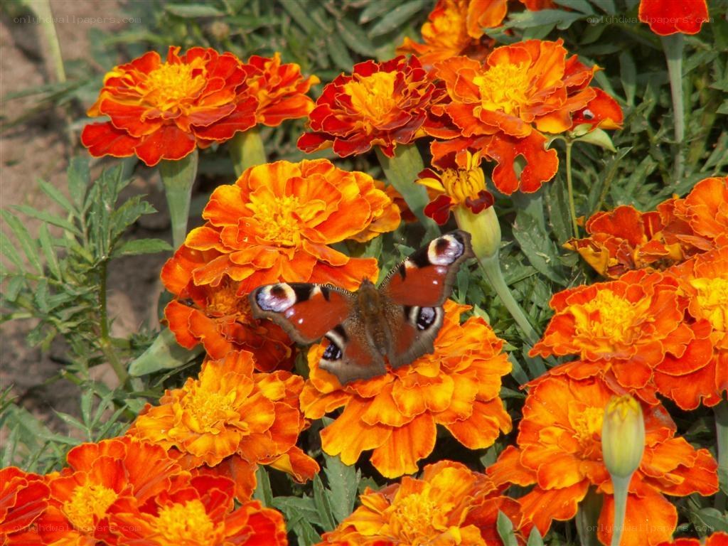 Peacock butterfly on marigolds